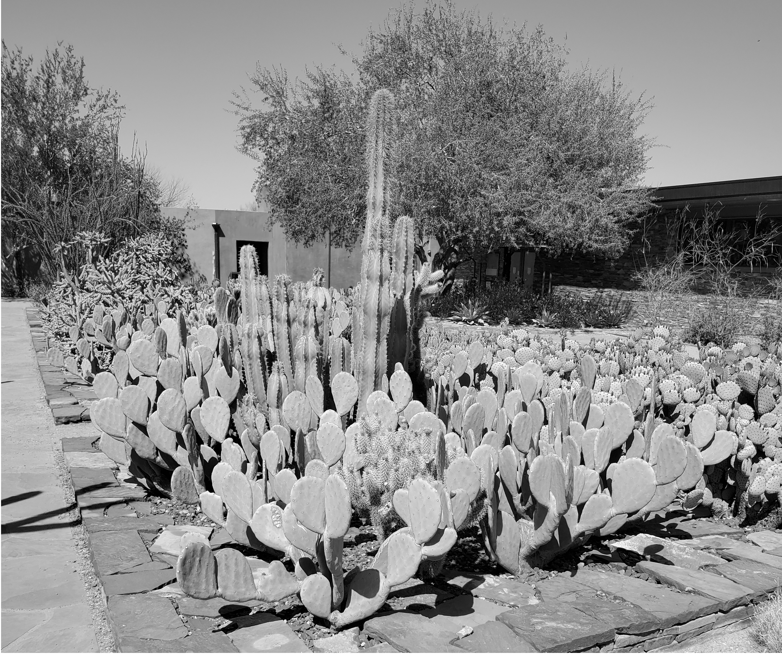 Desert Botanical Garden